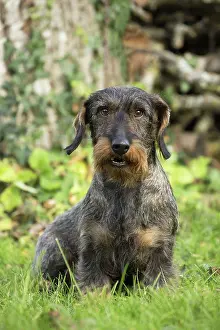 Tecel: Dog Wire Haired Dachshund