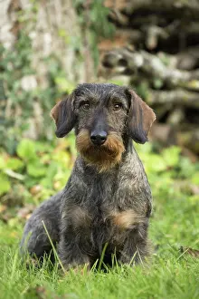 Tecel: Dog Wire Haired Dachshund