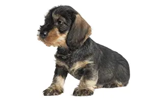 Tecel: Dog Wire Haired Dachshund