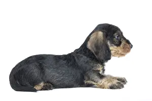 Tecel: Dog Wire Haired Dachshund