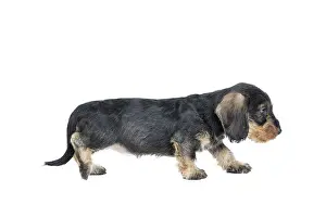 Tecel: Dog Wire Haired Dachshund