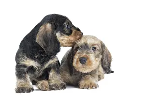 Fathers: Dog Wire Haired Dachshund