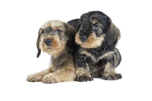 Tecel: Dog Wire Haired Dachshund