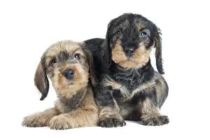 Tecel: Dog Wire Haired Dachshund