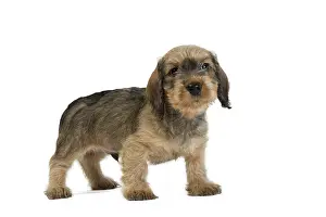 Tecel: Dog Wire Haired Dachshund