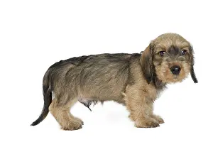 Tecel: Dog Wire Haired Dachshund