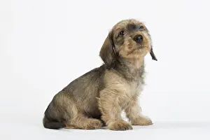 Tecel: Dog Wire Haired Dachshund