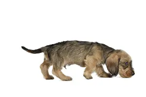 Tecel: Dog Wire Haired Dachshund