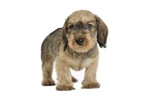 Teckel: Dog Wire Haired Dachshund