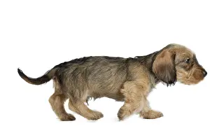 Teckel: Dog Wire Haired Dachshund