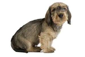 Teckel: Dog Wire Haired Dachshund