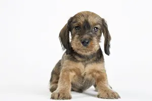 Teckel: Dog Wire Haired Dachshund