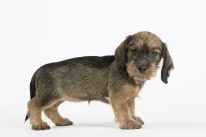 Teckel: Dog Wire Haired Dachshund