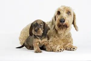 Teckel: Dog Wire Haired Dachshund