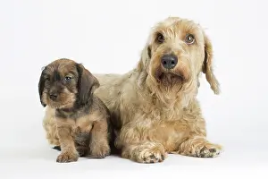 Teckel: Dog Wire Haired Dachshund