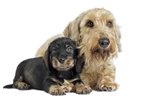 Teckel: Dog Wire Haired Dachshund