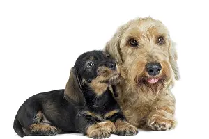 Teckel: Dog Wire Haired Dachshund