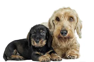 Teckel: Dog Wire Haired Dachshund