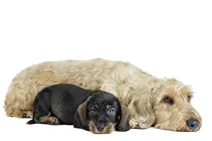 Teckel: Dog Wire Haired Dachshund