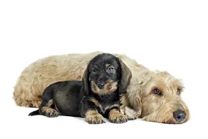 Teckel: Dog Wire Haired Dachshund
