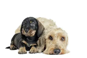 Teckel: Dog Wire Haired Dachshund