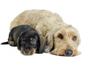 Teckel: Dog Wire Haired Dachshund