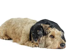 Teckel: Dog Wire Haired Dachshund