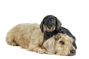 Teckel: Dog Wire Haired Dachshund