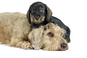 Teckel: Dog Wire Haired Dachshund