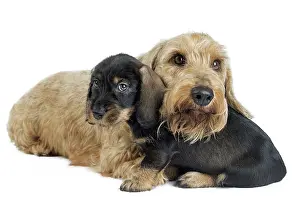 Teckel: Dog Wire Haired Dachshund