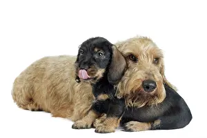Teckel: Dog Wire Haired Dachshund
