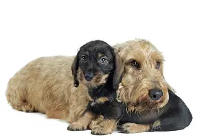 Teckel: Dog Wire Haired Dachshund