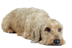 Teckel: Dog Wire Haired Dachshund