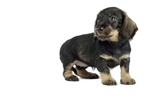 Teckel: Dog Wire Haired Dachshund