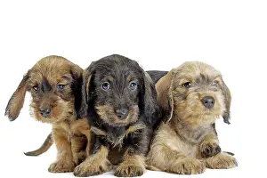 Teckel: Dog Wire Haired Dachshund