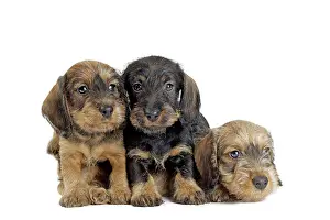 Teckel: Dog Wire Haired Dachshund