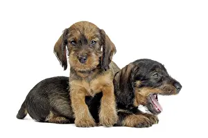 Teckel: Dog Wire Haired Dachshund