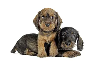 Teckel: Dog Wire Haired Dachshund