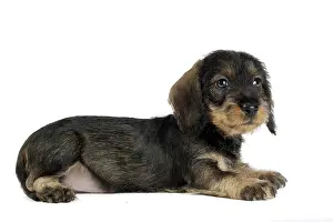 Teckel: Dog Wire Haired Dachshund
