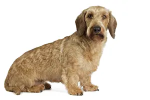 Teckel: Dog Wire Haired Dachshund