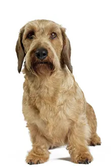 Teckel: Dog Wire Haired Dachshund