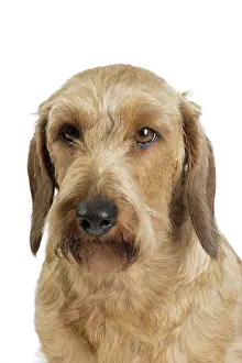 Teckel: Dog Wire Haired Dachshund
