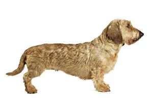 Teckel: Dog Wire Haired Dachshund