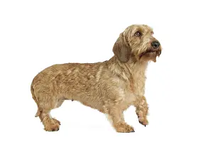 Teckel: Dog Wire Haired Dachshund