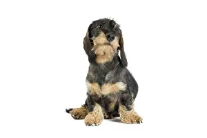 Teckel: Dog Wire Haired Dachshund