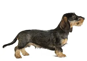 Teckel: Dog Wire Haired Dachshund