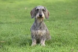 Teckel: Dog Wire Haired Dachshund