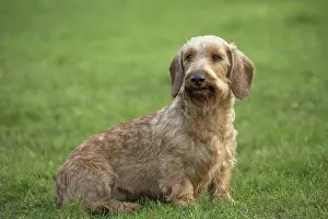 Teckel: Dog Wire Haired Dachshund