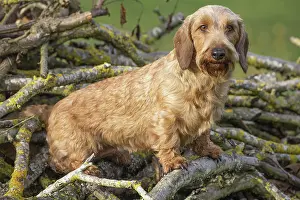 Teckel: Dog Wire Haired Dachshund