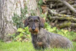 Teckel: Dog Wire Haired Dachshund